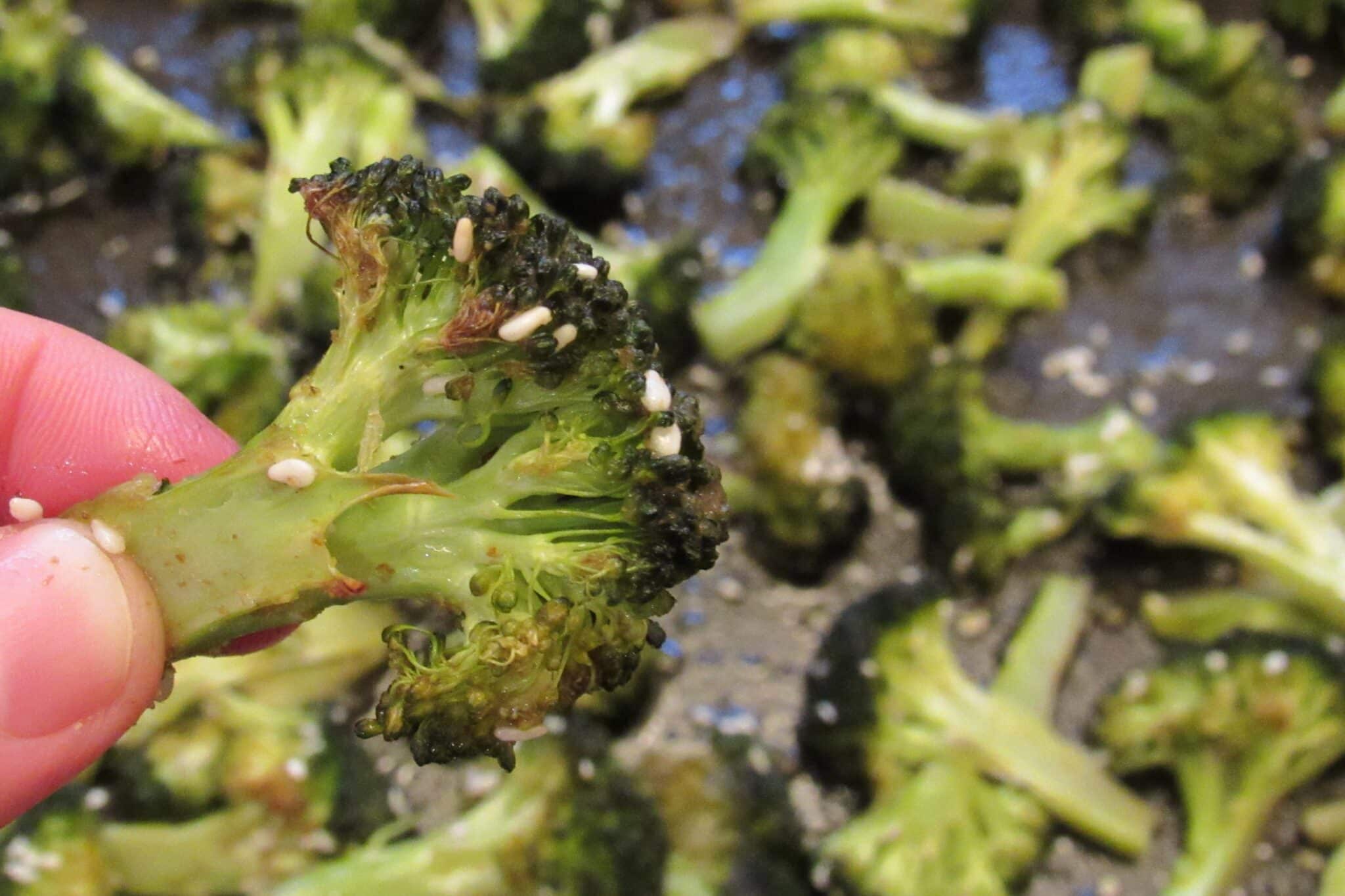 A hand is holding a piece of roasted broccoli.