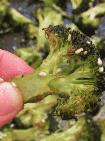 Kids love this roasted broccoli with honey cumin sauce